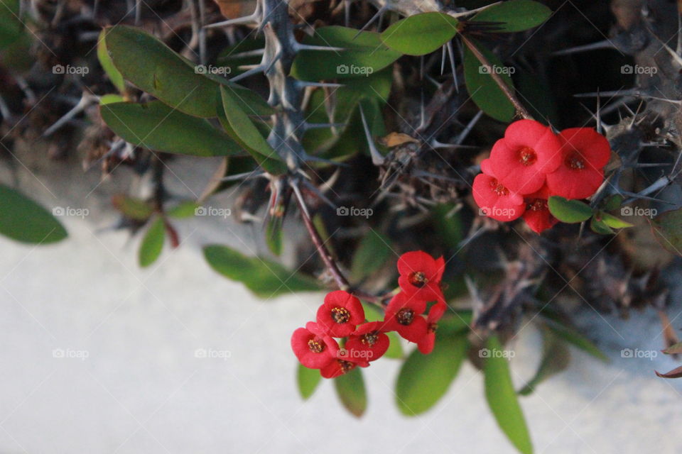 red flower