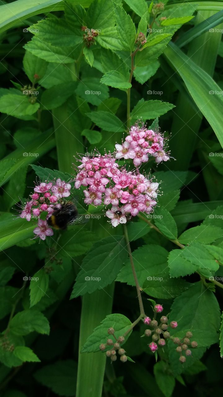 pink little blossoms