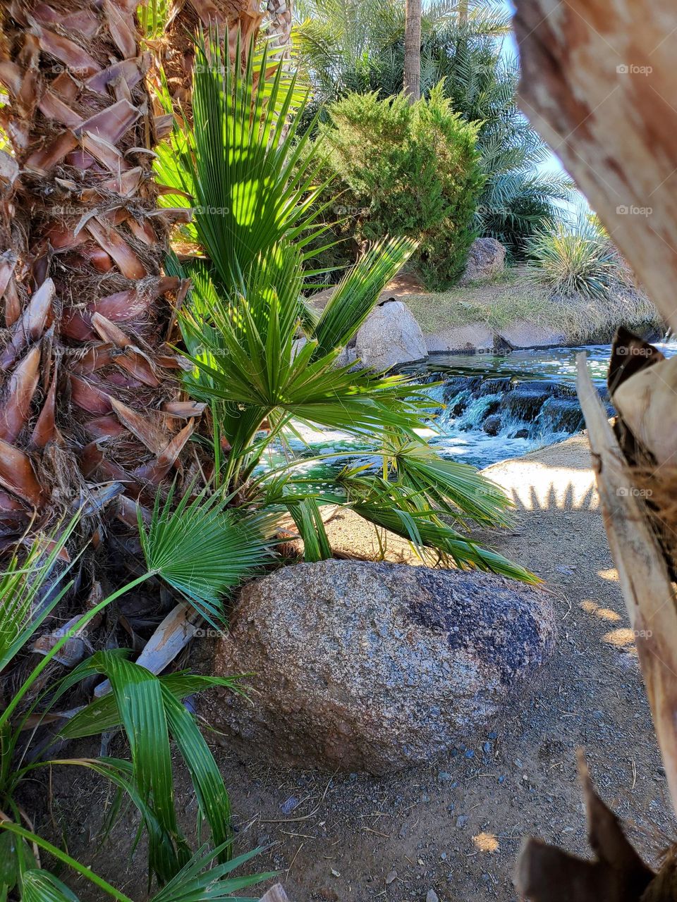 Palm Trees by the Water