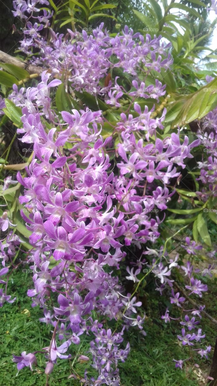 light purple colour orchid...nice flowers....like a flower bouquet