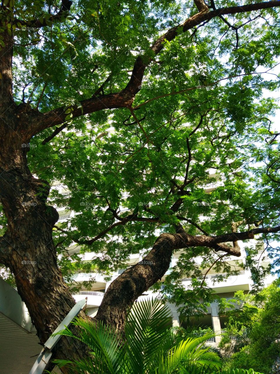 Big tree with high building