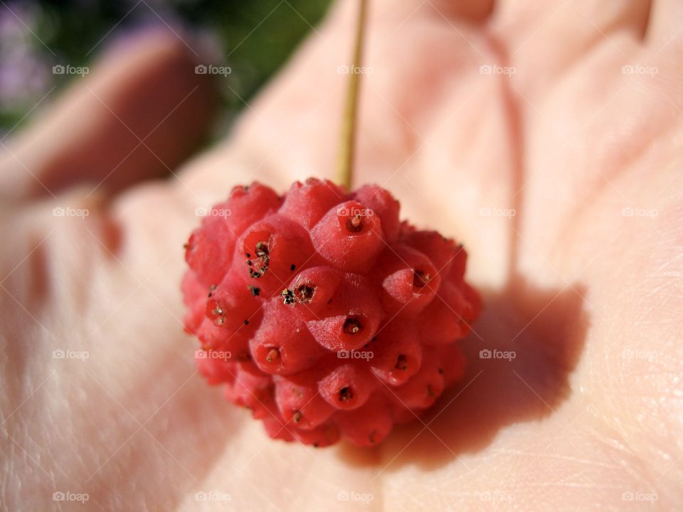 Berry fruit on human hand