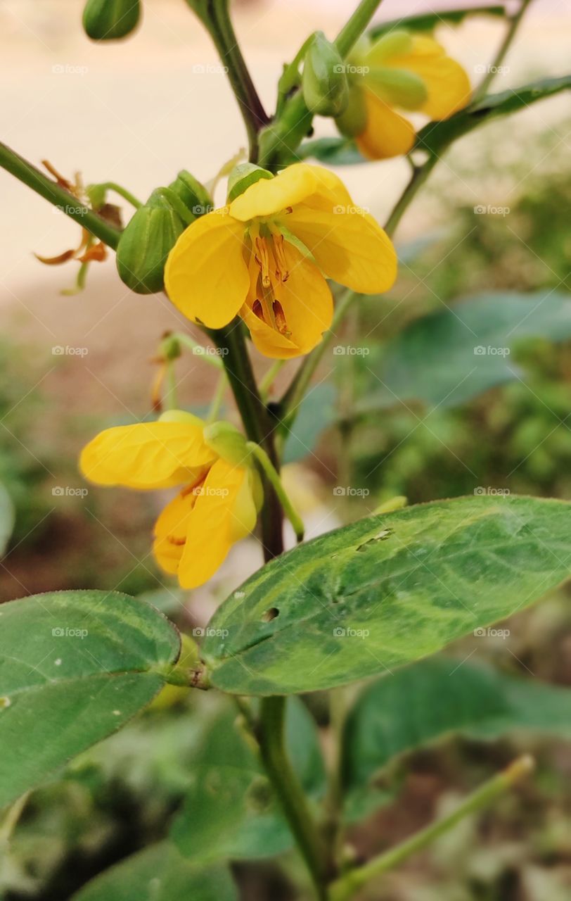 yellow flowers