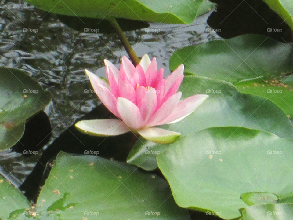 Beautiful pink Nimfey.