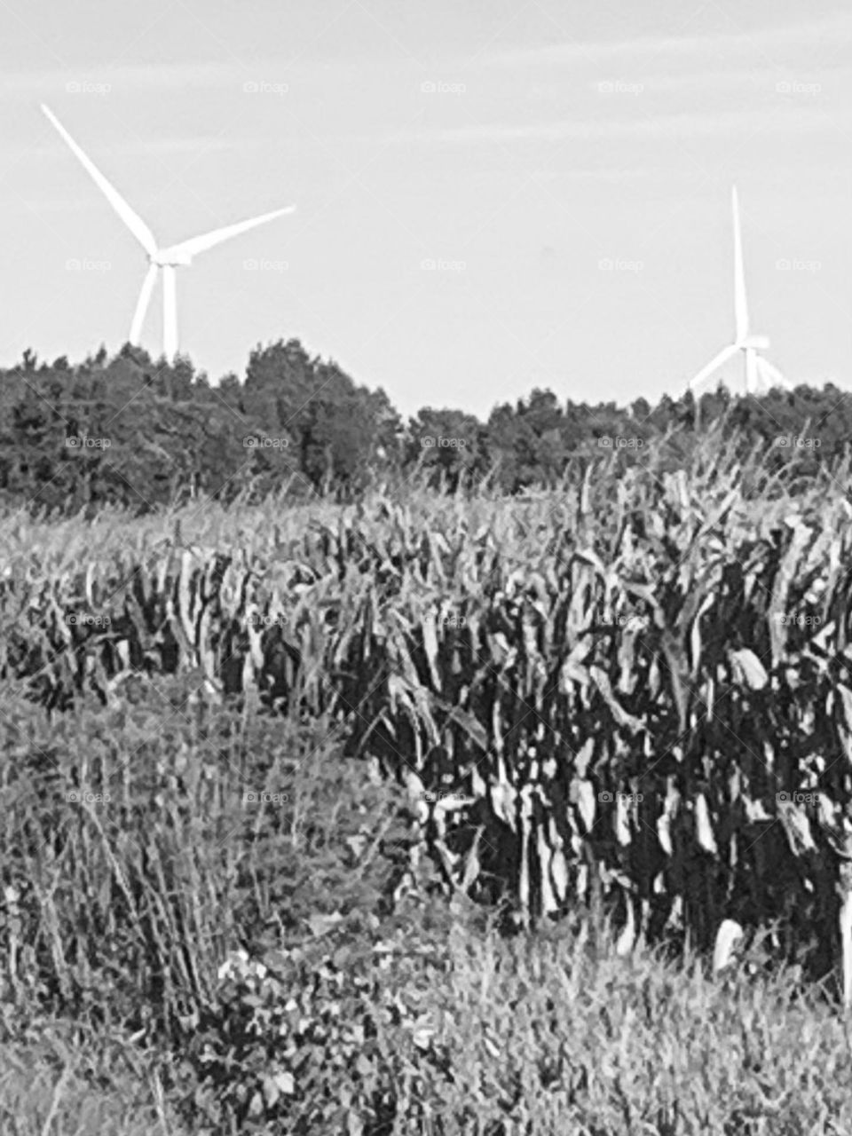 Field with windmills 