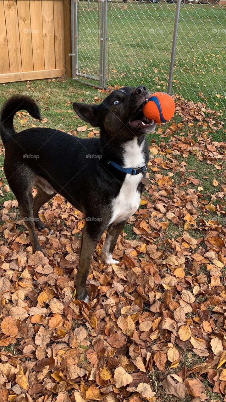 fall leaves black dog blue eyes playing ball10