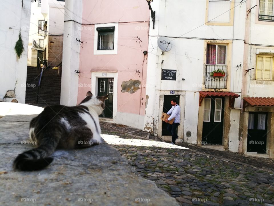 Cat watching a man who carries a box in the old sreets of Alfama, Lisbon.