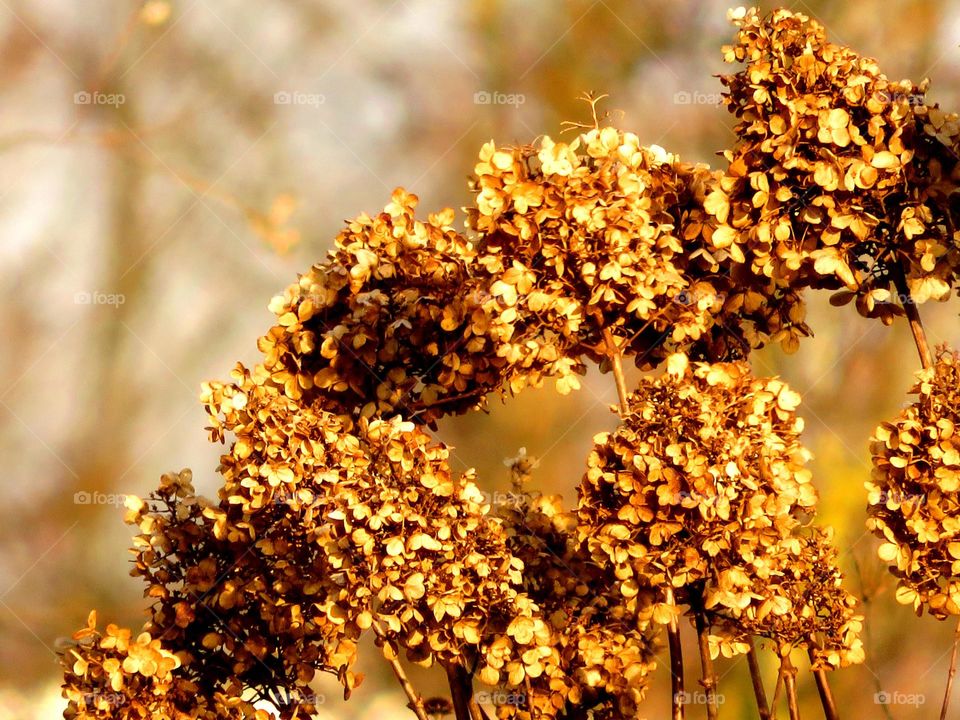 dry hydrangea