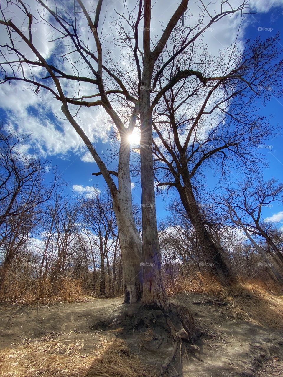 Springtime trees