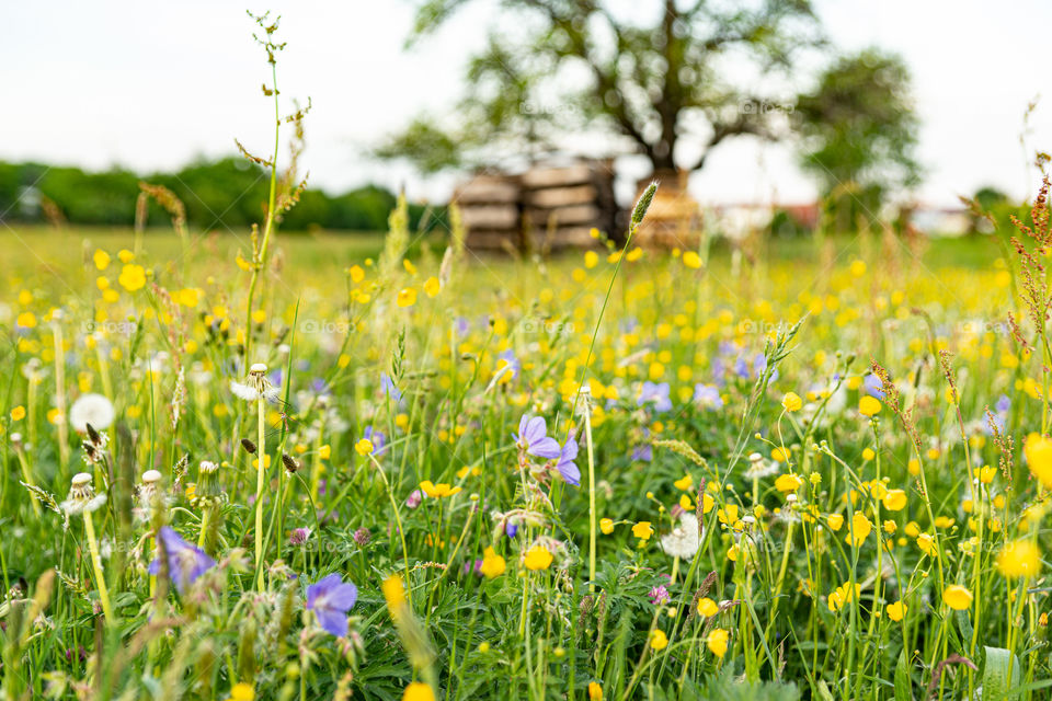 colorful flower meadow in spring