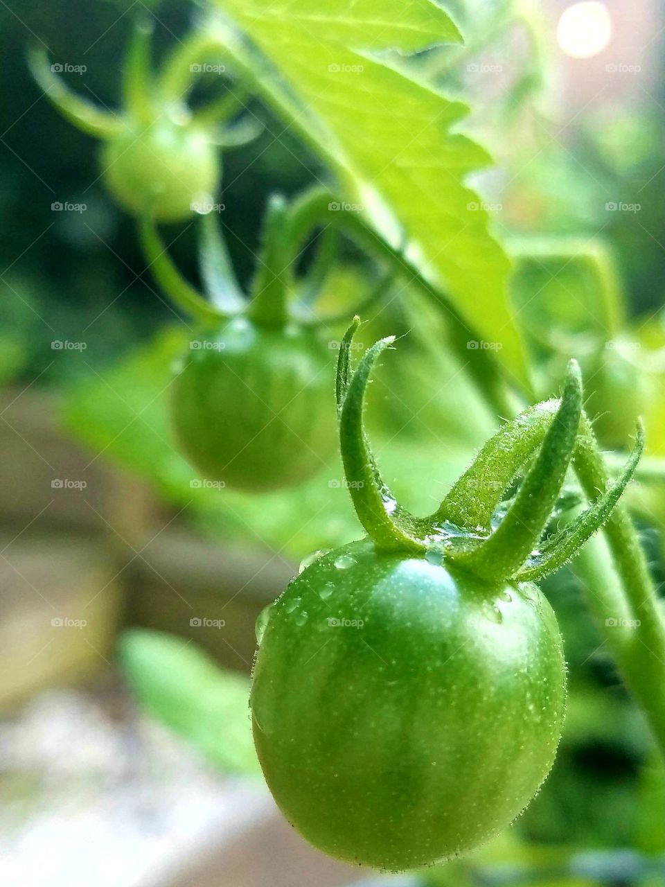 three green tomatoes on the vine, in a line, after rainstorm