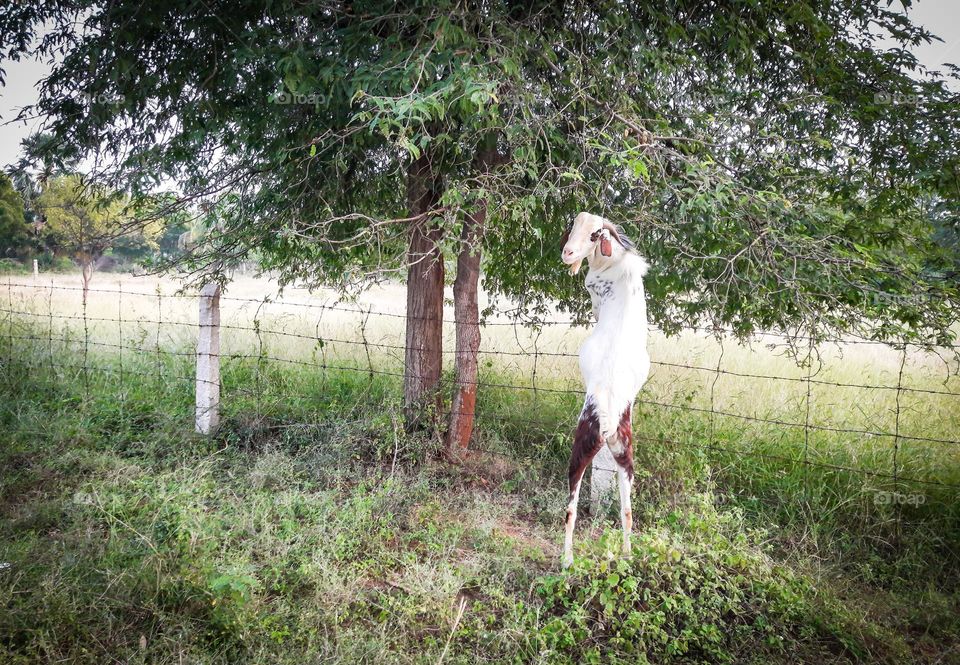 A white goat trying to munch leaves of the tree