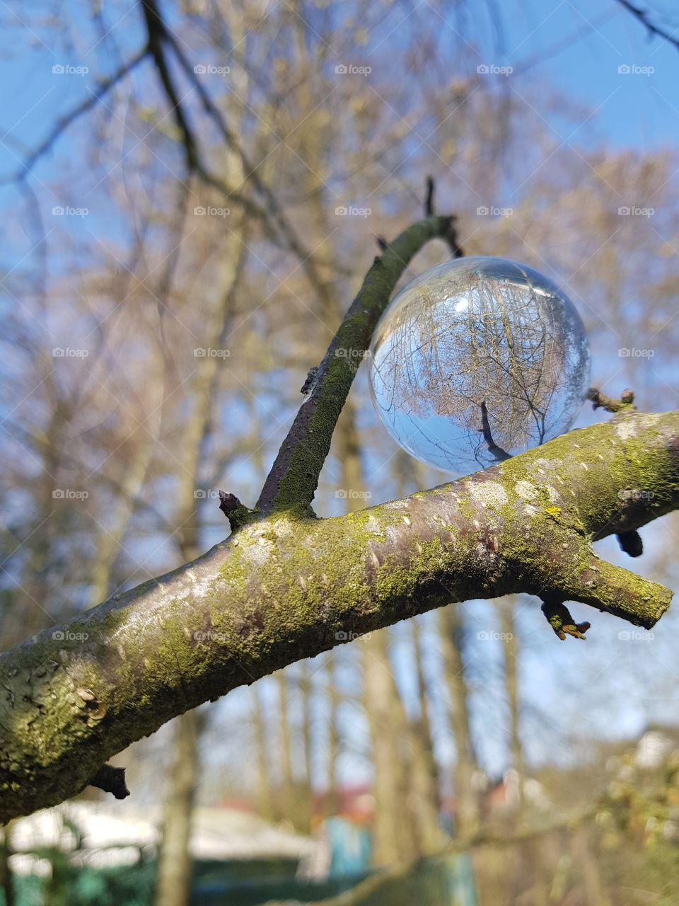 Lensball Tree Pic