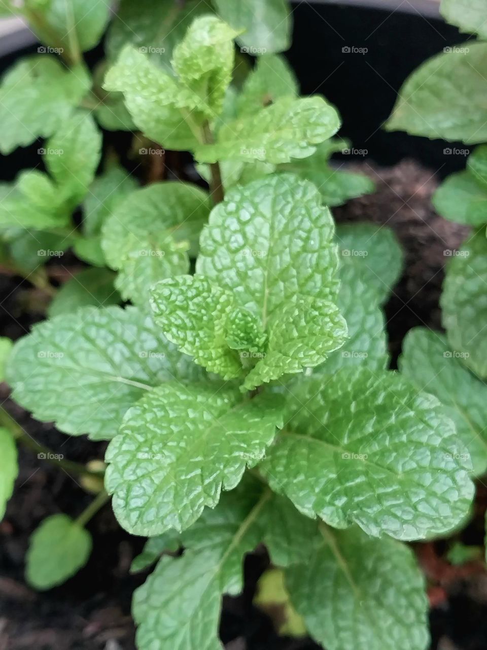 Mint smells good