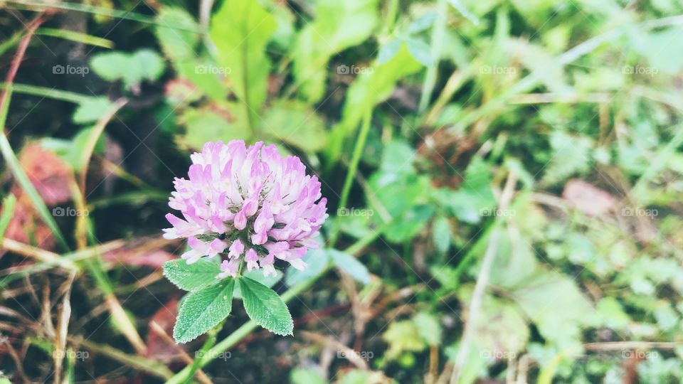 fall in love with clover and believe in luck