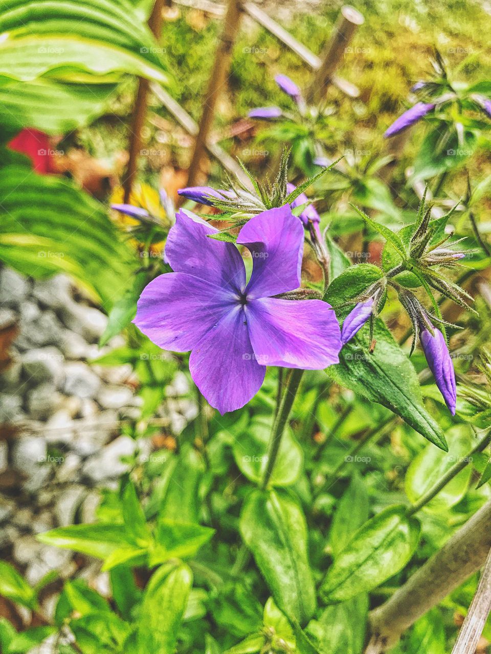 My dwarf phlox... 