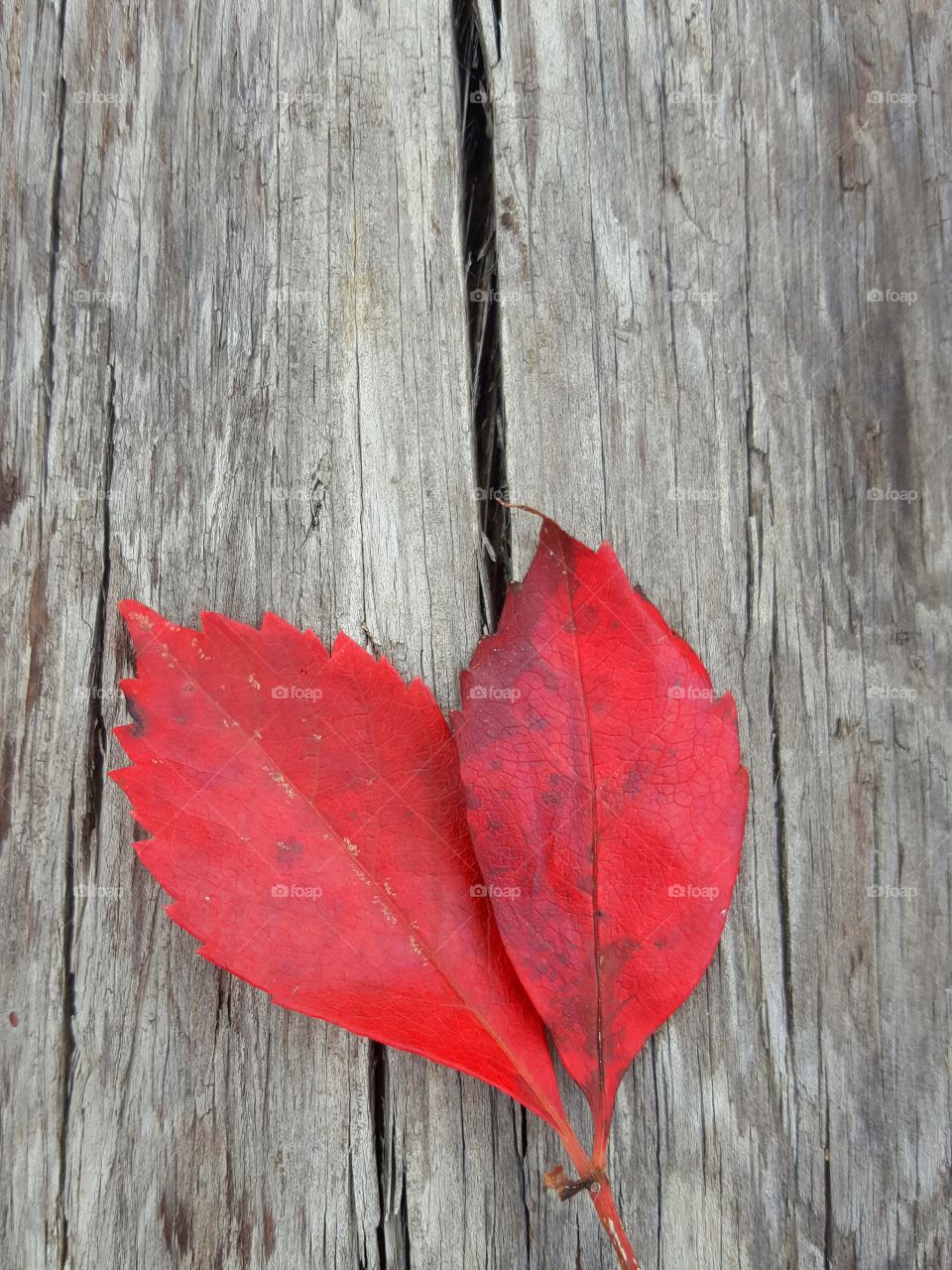 autumn leaves