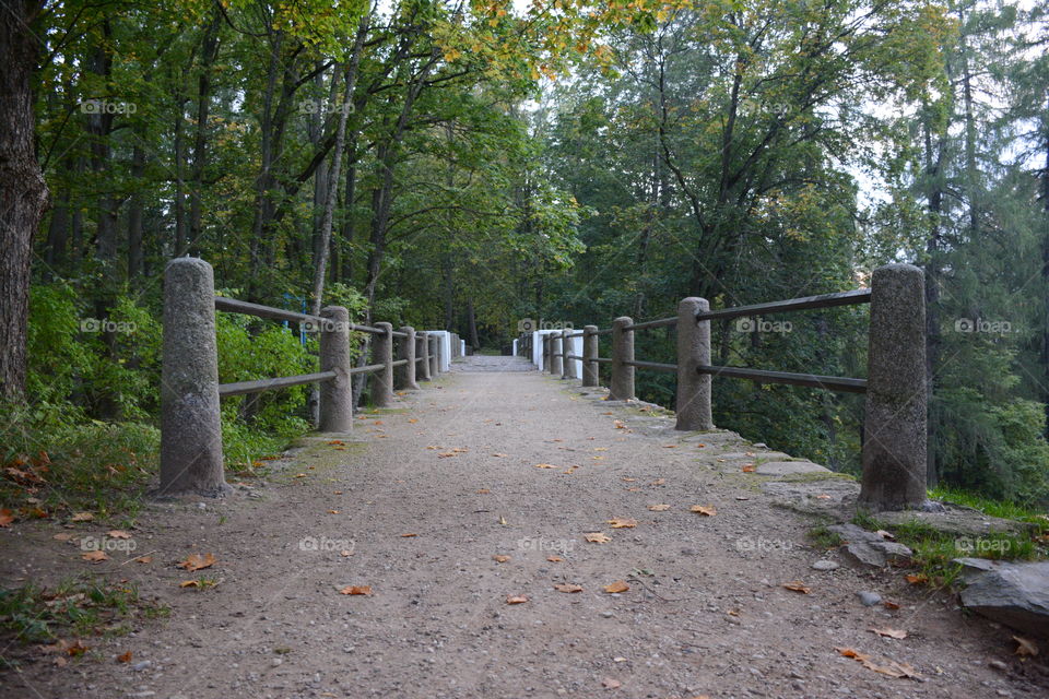 Bridge in the forest