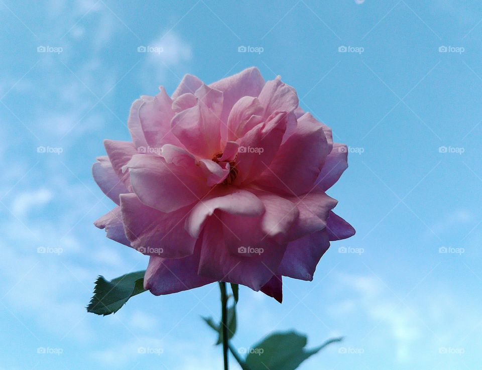 This rose is very strong and nice