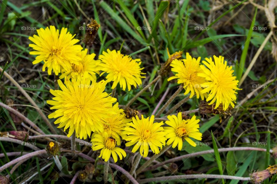 Dandelion