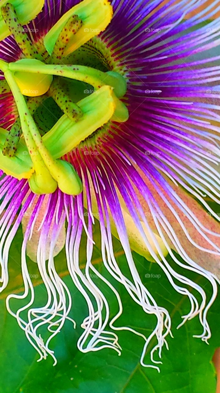 Passion Flowers". The components of the passion flower is said to tell the story of the crucifixion of Jesus Christ. 