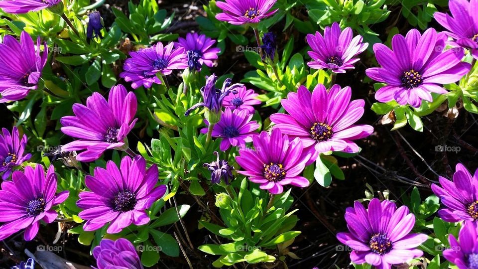 Close-up of a purple flowers
