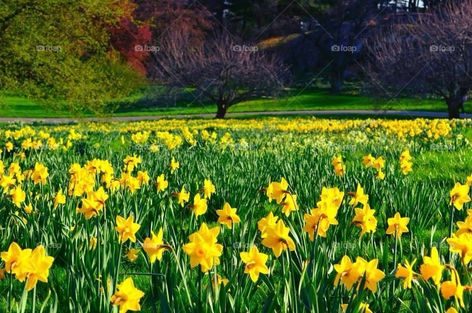 Field of daffodils 