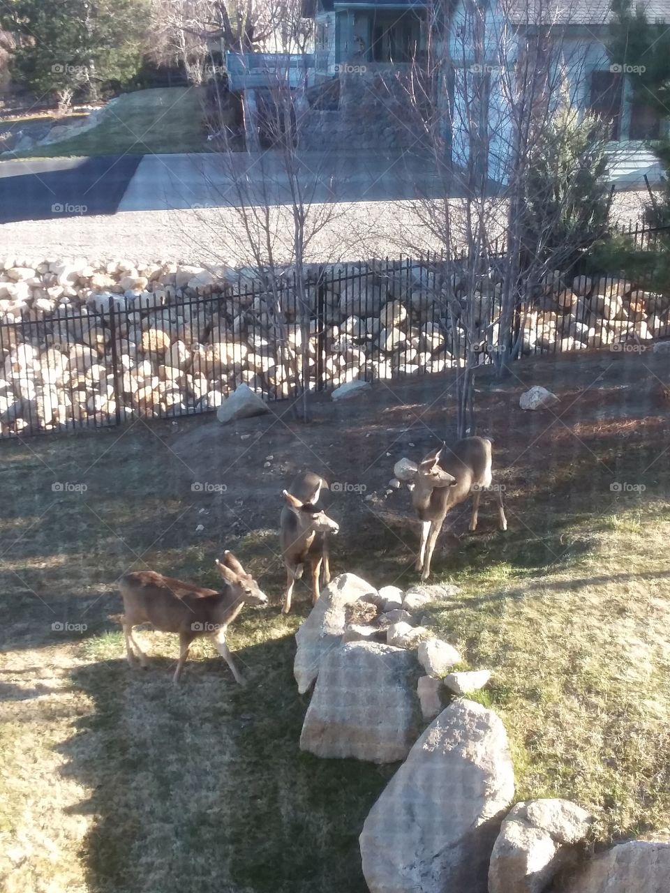 Family of Deer in the Side Yard in the Mountains