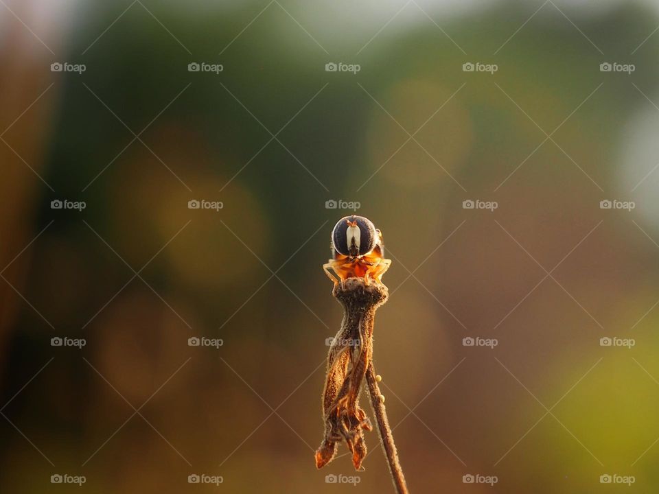 hoverflies in the afternoon