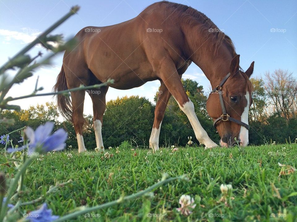 Grazing 