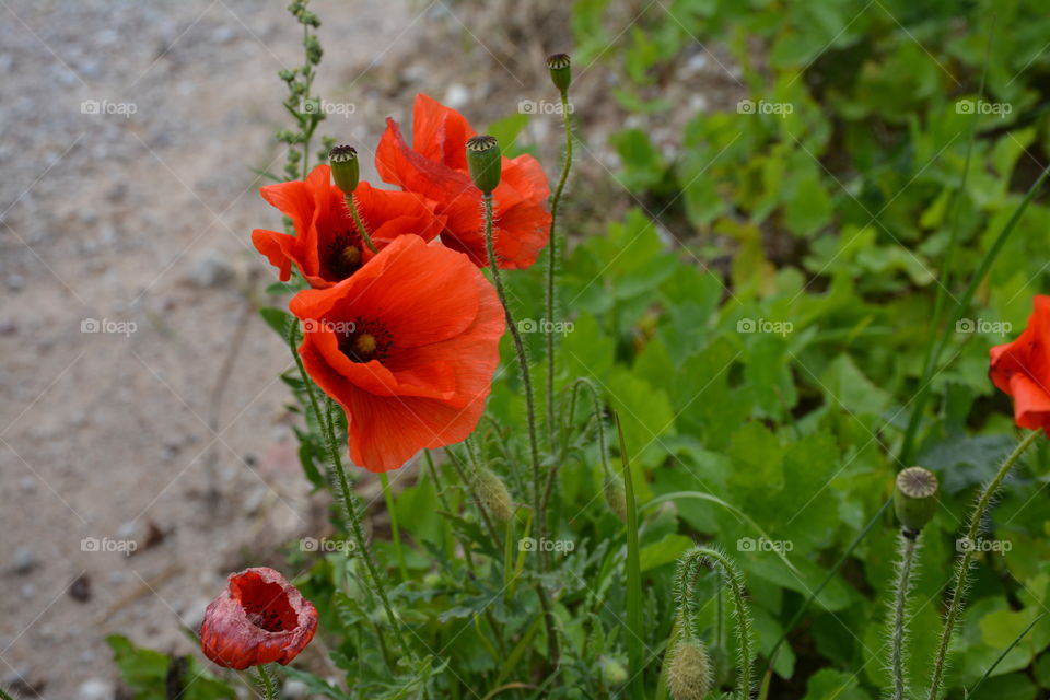 Close-up of flower