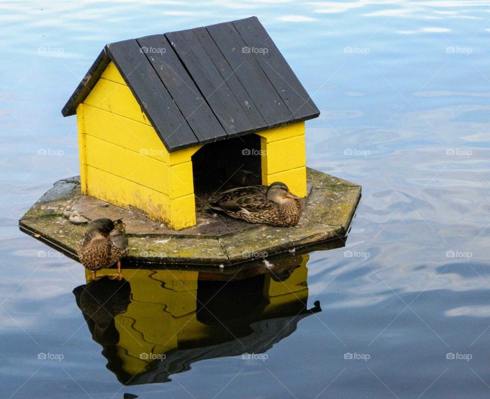 Duck home