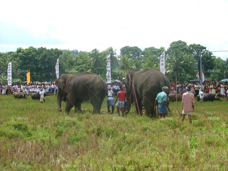 Festival