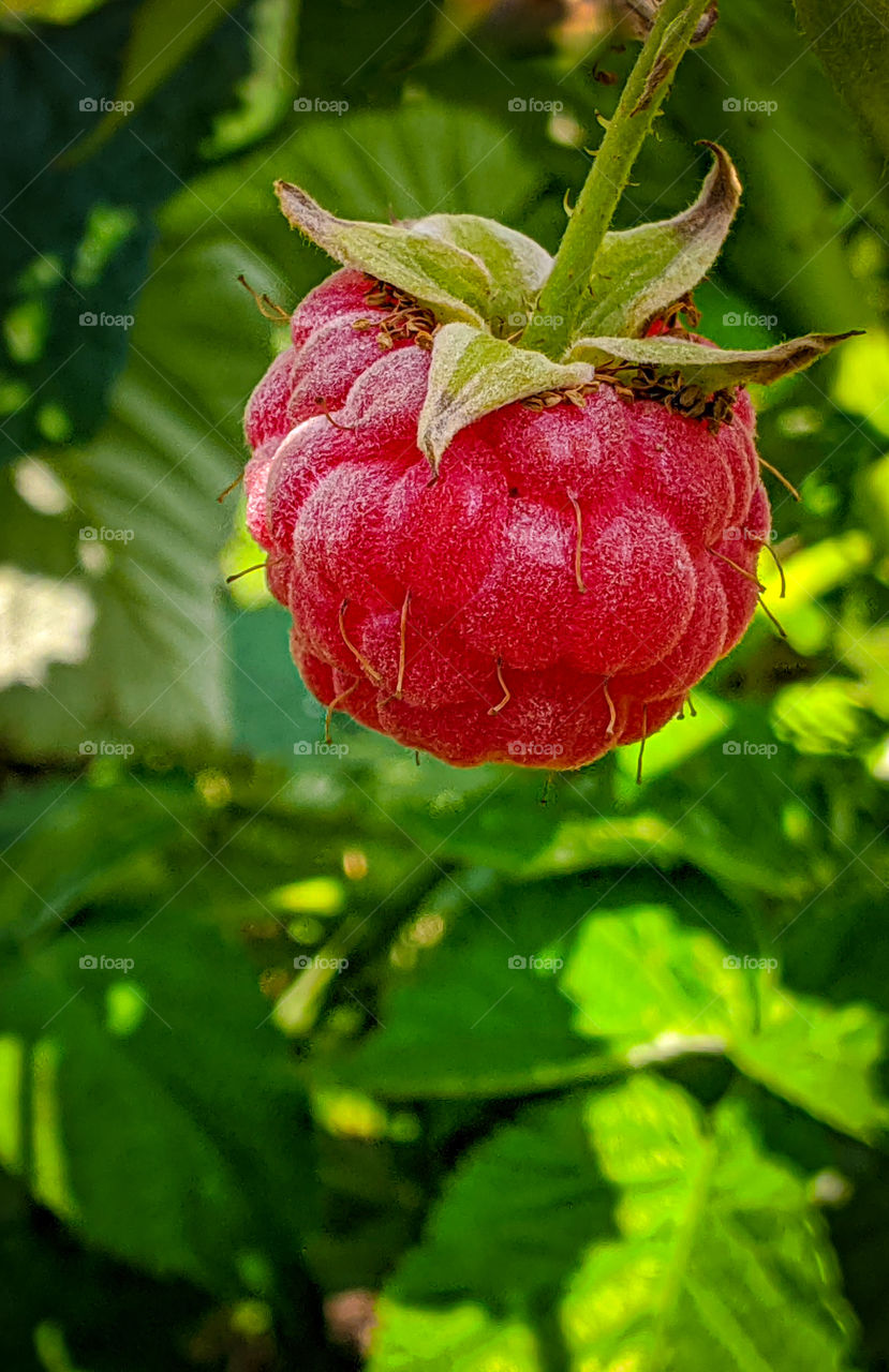 Ripe raspberries on a branch with green leaves.