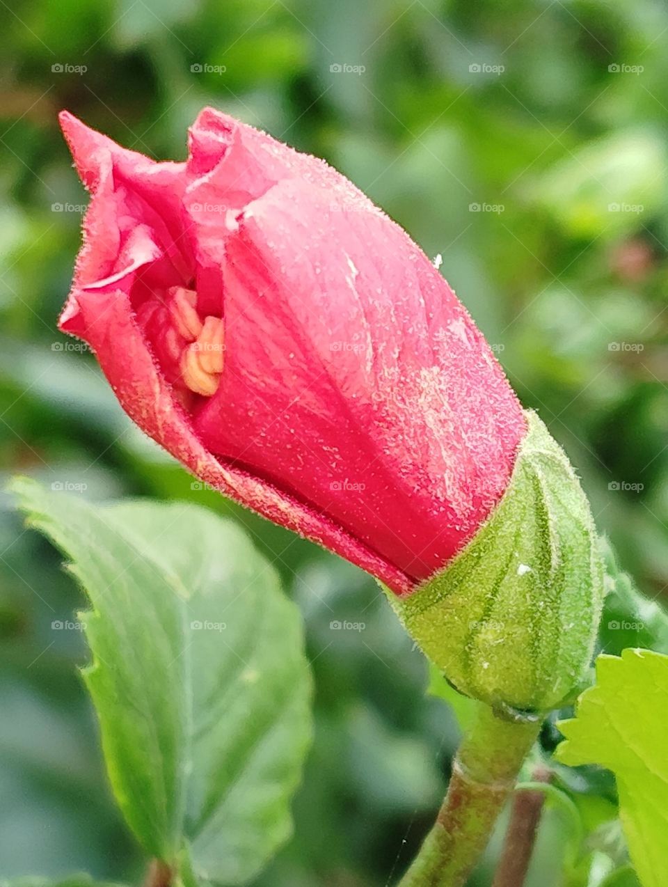 pink flower buds seasonal fresh shurb small size looks very beautiful generally found everywhere