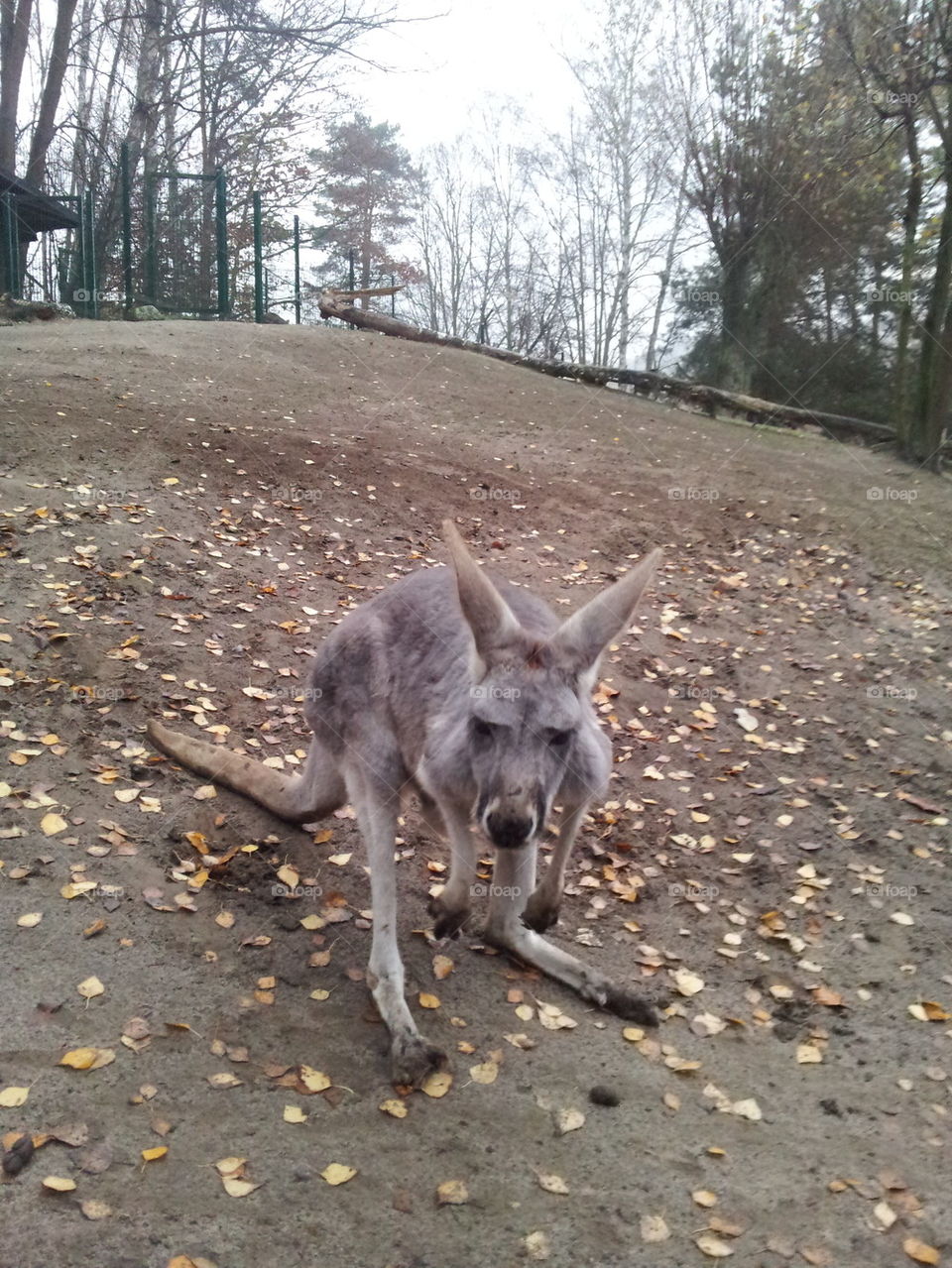 kangaroo1