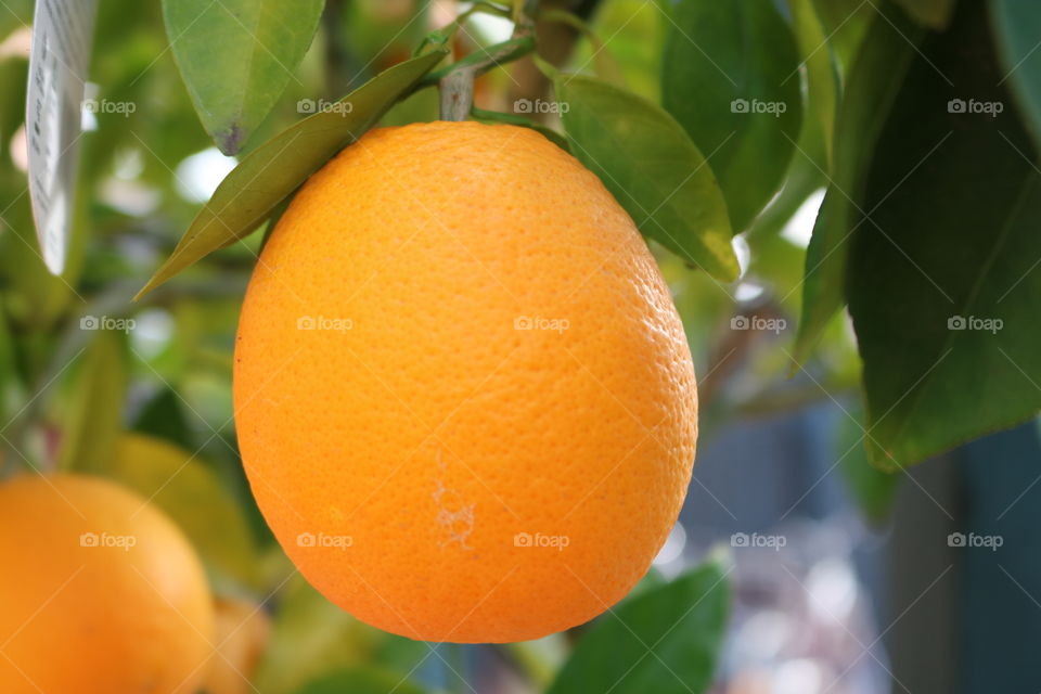 Fresh oranges 