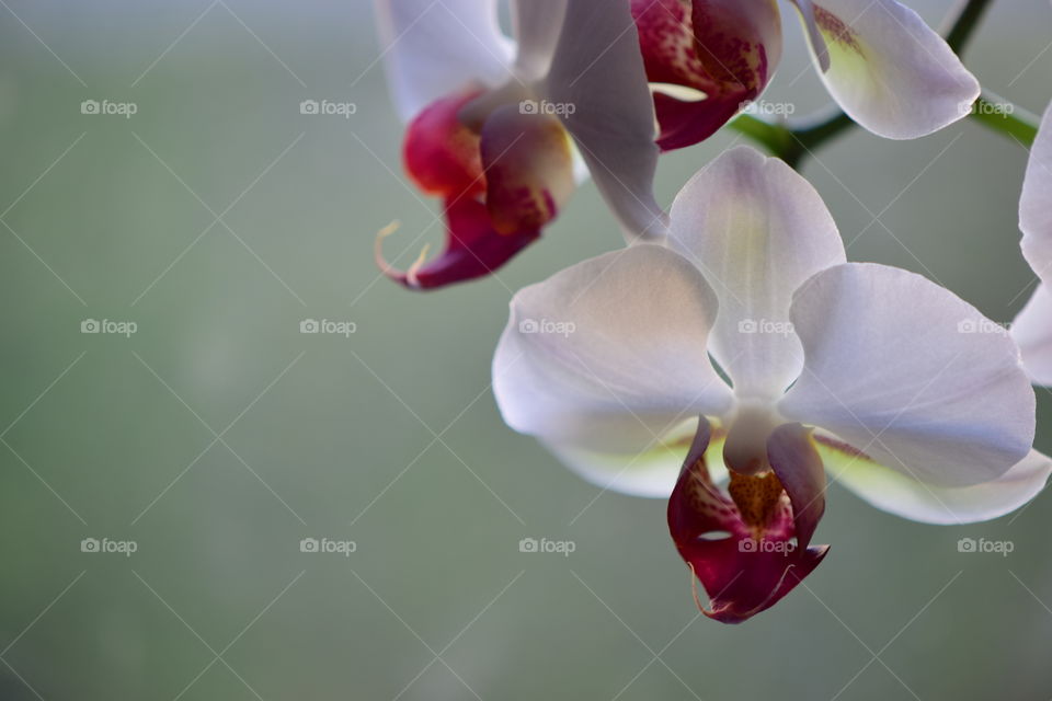Closeup of a white and violet Phaleanopsis orchid