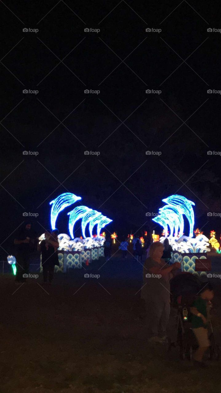 Dolphin lantern show 
