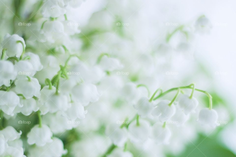 Closeup of Lily of the Valley blossoms