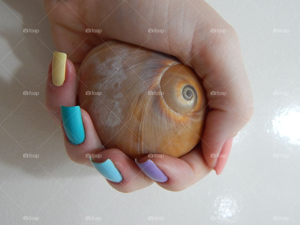 Shell in colorful