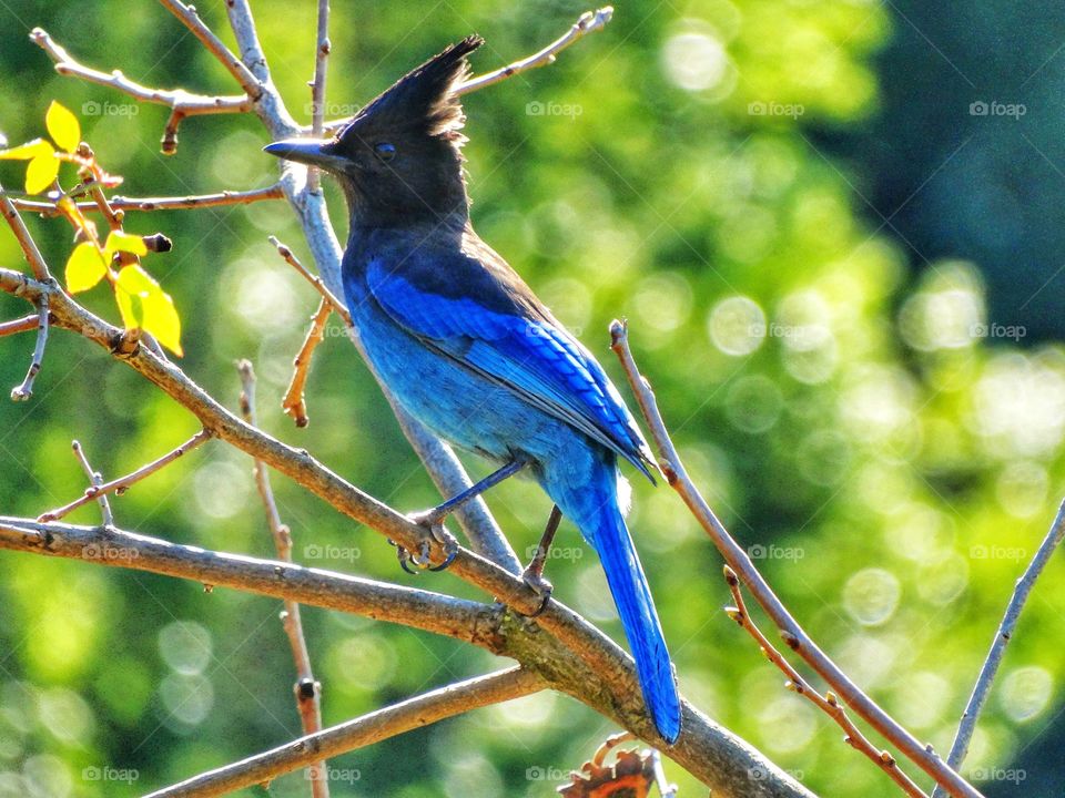 Steller’s Jay With Beautiful Blue Plumage