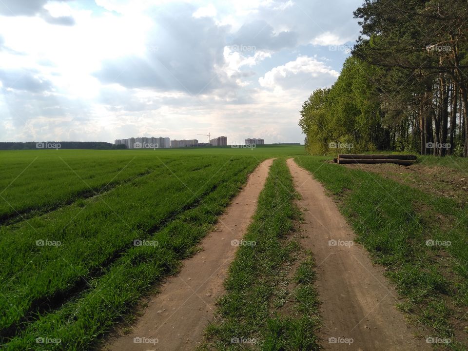 green field and forest road summer landscape