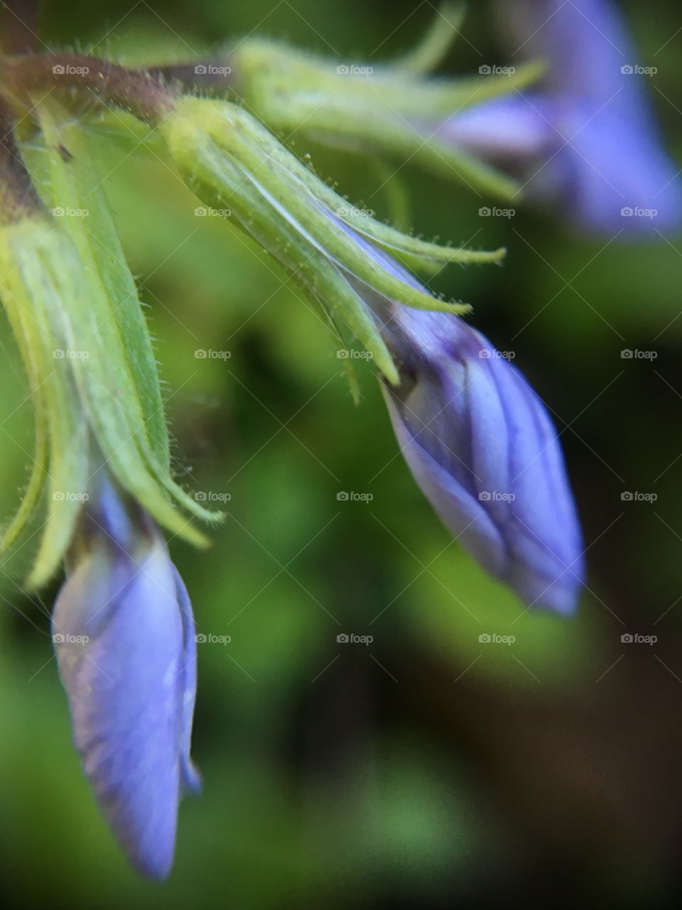 Blossoms waiting to open 