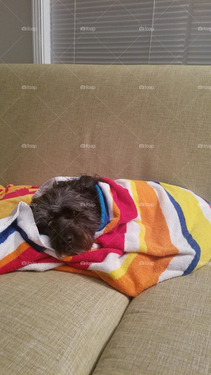 Tibetan Tierrer Dog Wrapped in a Towel After a Bath