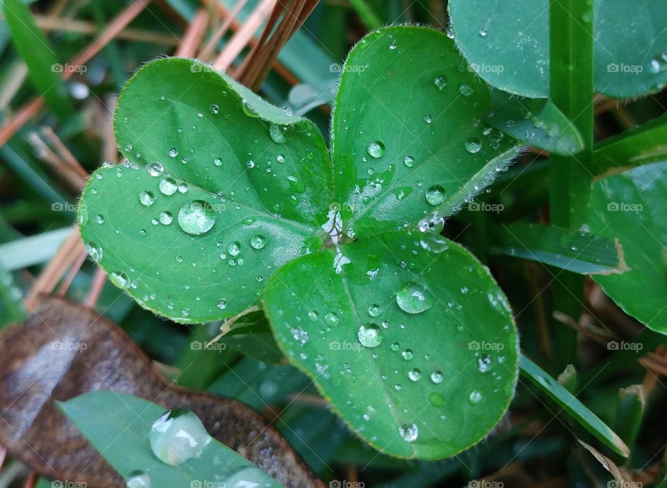 Clover Dew