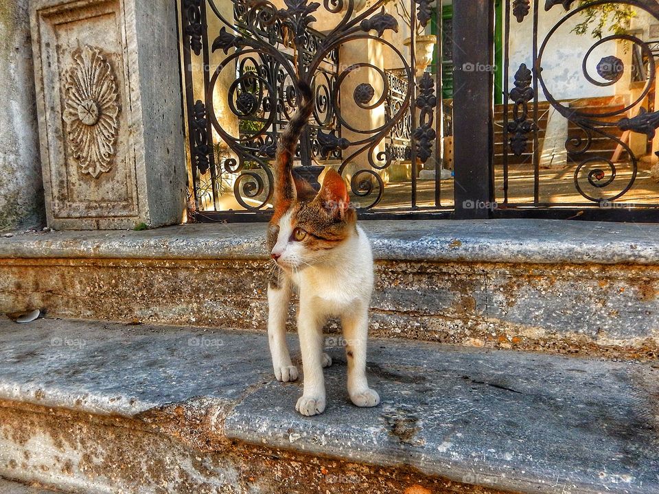 Greek cat