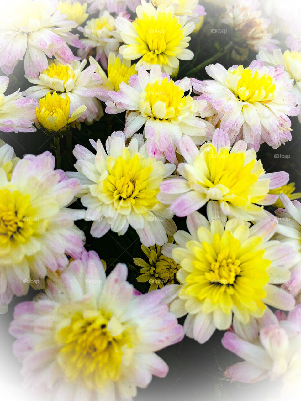 Yellow Blushing Mums