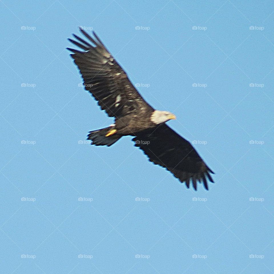 Bald Eagle