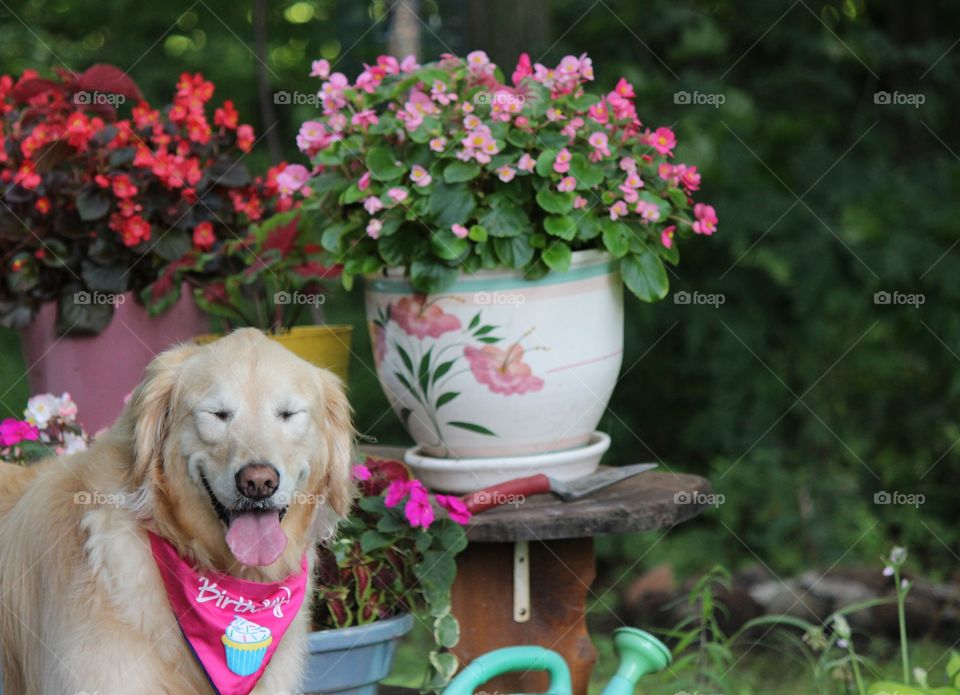 summer annuals in glorious colors and full beauty, plants planted with love